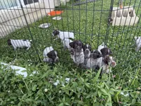 Gracie, a female Wirehaired Pointing Griffon for sale in Honey Brook, PA – 4 of 4