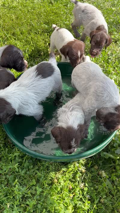 Gracie, a female Wirehaired Pointing Griffon for sale in Honey Brook, PA – 2 of 4