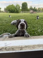Charlie, a female Wirehaired Pointing Griffon for sale in Honey Brook, PA – 3 of 8