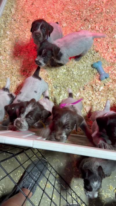 Charlie, a female Wirehaired Pointing Griffon for sale in Honey Brook, PA – 4 of 8