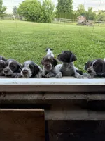 Charlie, a female Wirehaired Pointing Griffon for sale in Honey Brook, PA – 2 of 8