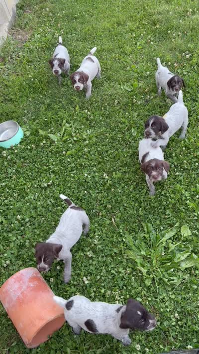 Charlie, a female Wirehaired Pointing Griffon for sale in Honey Brook, PA – 7 of 8