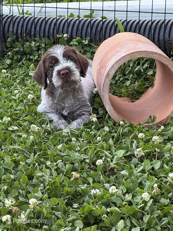 Charlie – Wirehaired Pointing Griffon puppy for sale in Honey Brook, PA