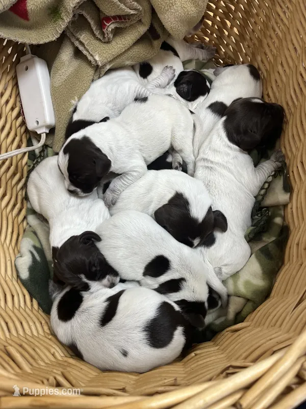 Samie – Wirehaired Pointing Griffon puppy for sale in Honey Brook, PA