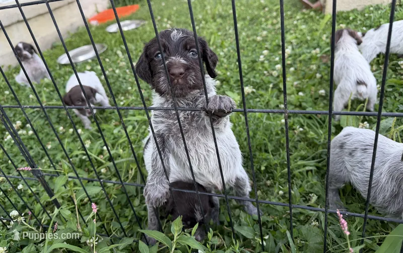 Goose  – Wirehaired Pointing Griffon puppy for sale in Honey Brook, PA