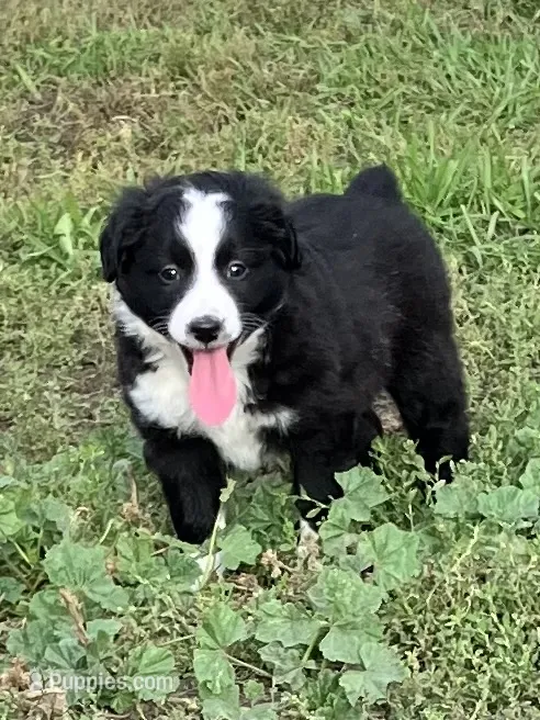 Flopsy, a female Miniature Australian Shepherd for sale in Fergus Falls, MN – 1 of 6