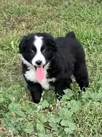 Flopsy, a female Miniature Australian Shepherd for sale in Fergus Falls, MN – 1 of 6