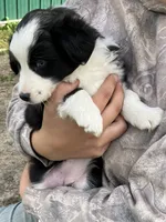 Cottontail , a female Miniature Australian Shepherd for sale in Fergus Falls, MN – 3 of 5