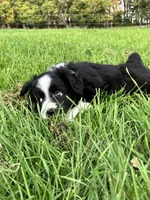 Flopsy, a female Miniature Australian Shepherd for sale in Fergus Falls, MN – 5 of 6