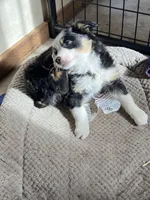 Linden, a female Miniature Australian Shepherd for sale in Fergus Falls, MN – Photo 2 of 5