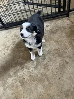 Linden, a female Miniature Australian Shepherd for sale in Fergus Falls, MN – Photo 5 of 5