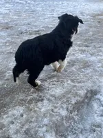 Mac, a male Miniature Australian Shepherd and Miniature American Shepherd for sale in Fergus Falls, MN – Photo 2 of 3