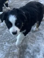 Mac, a male Miniature Australian Shepherd and Miniature American Shepherd for sale in Fergus Falls, MN – Photo 1 of 3