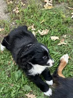 Peter Rabbit , a male Miniature Australian Shepherd for sale in Fergus Falls, MN – 1 of 8