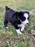 Mopsy, a female Miniature Australian Shepherd for sale in Fergus Falls, MN – 4 of 5