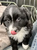 Peter Rabbit , a male Miniature Australian Shepherd for sale in Fergus Falls, MN – 3 of 8