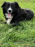 Cottontail , a female Miniature Australian Shepherd for sale in Fergus Falls, MN – 2 of 5
