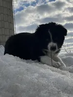 Chip, a male Miniature Australian Shepherd for sale in Fergus Falls, MN – Photo 2 of 4