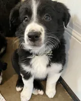 Chip, a male Miniature Australian Shepherd for sale in Fergus Falls, MN – Photo 4 of 4