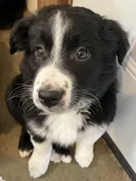 Chip, a male Miniature Australian Shepherd for sale in Fergus Falls, MN – Photo 3 of 4
