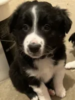 Chip, a male Miniature Australian Shepherd for sale in Fergus Falls, MN – Photo 1 of 4