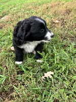 Peter Rabbit , a male Miniature Australian Shepherd for sale in Fergus Falls, MN – 5 of 8