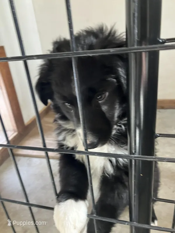 Black , a male Miniature Australian Shepherd for sale in Fergus Falls, MN – Photo 1 of 6