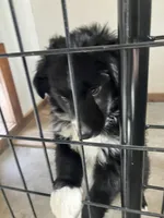 Black , a male Miniature Australian Shepherd for sale in Fergus Falls, MN – Photo 1 of 6