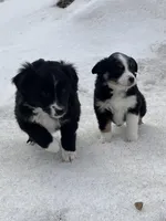 Black , a male Miniature Australian Shepherd for sale in Fergus Falls, MN – Photo 2 of 6