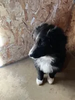 Black , a male Miniature Australian Shepherd for sale in Fergus Falls, MN – Photo 5 of 6