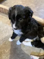 Black , a male Miniature Australian Shepherd for sale in Fergus Falls, MN – Photo 6 of 6