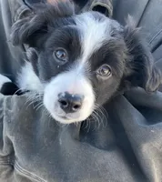 Biscuit , a female Miniature Australian Shepherd for sale in Fergus Falls, MN – Photo 1 of 5