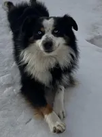 Disco, a female Miniature Australian Shepherd for sale in Fergus Falls, MN – Photo 3 of 4