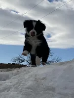 Disco, a female Miniature Australian Shepherd for sale in Fergus Falls, MN – Photo 1 of 4