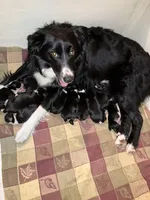 Disco, a female Miniature Australian Shepherd for sale in Fergus Falls, MN – Photo 4 of 4