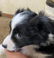 Disco, a female Miniature Australian Shepherd for sale in Fergus Falls, MN – Photo 2 of 4