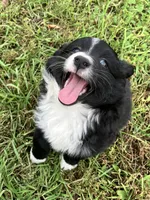 Peter Rabbit , a male Miniature Australian Shepherd for sale in Fergus Falls, MN – 4 of 8