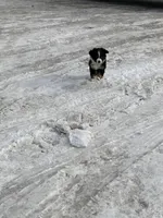Chipmunk, a female Miniature Australian Shepherd for sale in Fergus Falls, MN – Photo 2 of 3