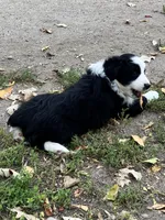 Cottontail , a female Miniature Australian Shepherd for sale in Fergus Falls, MN – 4 of 5