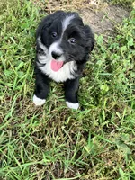 Peter Rabbit , a male Miniature Australian Shepherd for sale in Fergus Falls, MN – 6 of 8
