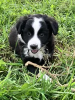Flopsy, a female Miniature Australian Shepherd for sale in Fergus Falls, MN – 2 of 6