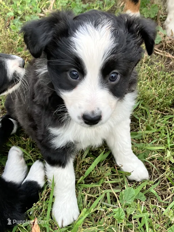 Mopsy, a female Miniature Australian Shepherd for sale in Fergus Falls, MN – 1 of 5