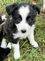 Mopsy, a female Miniature Australian Shepherd for sale in Fergus Falls, MN – 1 of 5