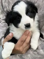 Cottontail , a female Miniature Australian Shepherd for sale in Fergus Falls, MN – 1 of 5