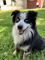 Cottontail , a female Miniature Australian Shepherd for sale in Fergus Falls, MN – 5 of 5