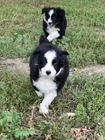 Mopsy, a female Miniature Australian Shepherd for sale in Fergus Falls, MN – 2 of 5
