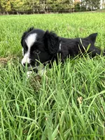 Flopsy, a female Miniature Australian Shepherd for sale in Fergus Falls, MN – 3 of 6