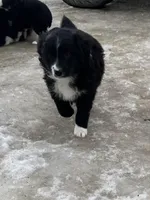 Black , a female Miniature Australian Shepherd for sale in Fergus Falls, MN – Photo 1 of 3