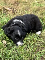 Peter Rabbit , a male Miniature Australian Shepherd for sale in Fergus Falls, MN – 2 of 8
