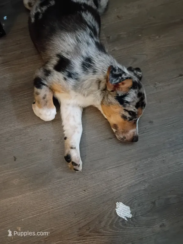 Salvage – German Shepherd Dog puppy for sale in Ferndale, MI